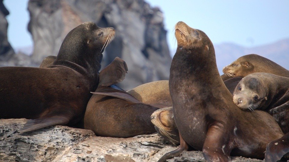 A long-exposure photorealistic image of the Milky Way stretching across the night sky above the Baja desert. A lone Joshua tree is silhouetted in the foreground. The camera angle is low, emphasizing the vastness of the sky. Style: astrophotography. 4K resolution.